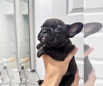 Small #5 French Bulldog