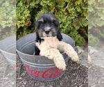 Small #3 Cockapoo