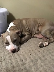 Mother of the American Pit Bull Terrier puppies born on 11/23/2018
