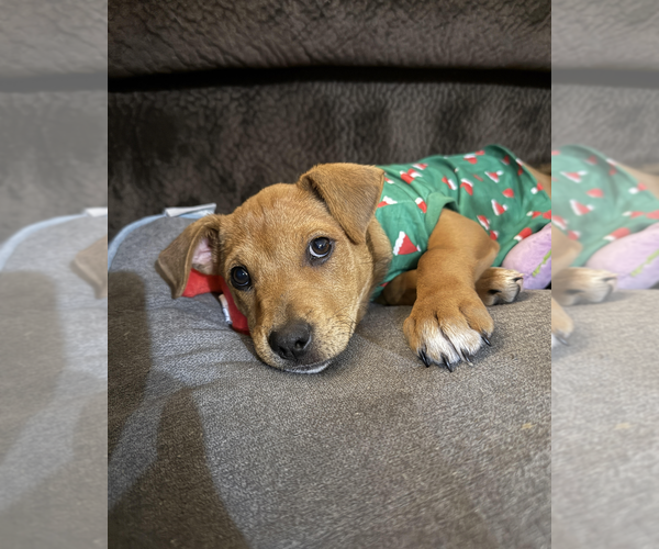 Medium Photo #2 Jack Russell Terrier-Unknown Mix Puppy For Sale in Rockville, MD, USA