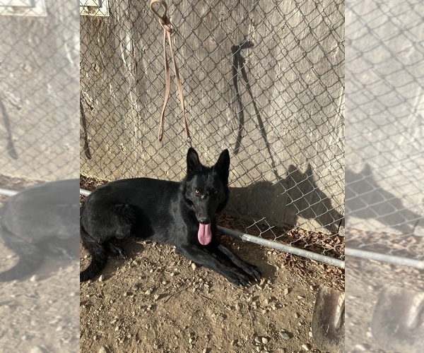 Medium Photo #2 German Shepherd Dog Puppy For Sale in FORT COLLINS, CO, USA