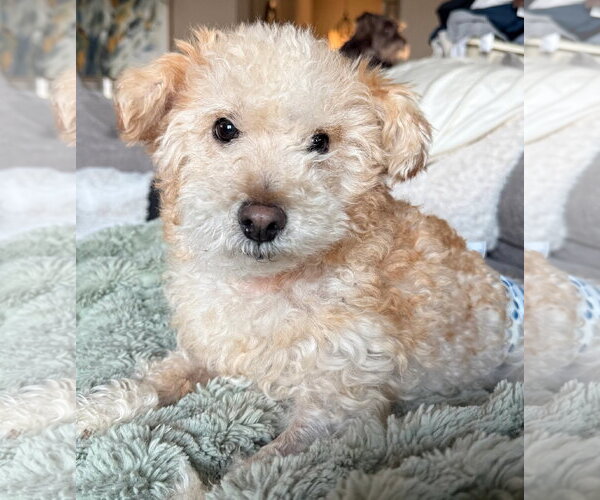 Medium Photo #2 Mutt Puppy For Sale in Dallas, TX, USA