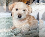 Small #1 Mutt