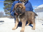 Small Photo #1 Tibetan Mastiff Puppy For Sale in GALVA, IL, USA