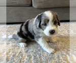 Small #1 Australian Mountain Dog