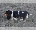 Small #7 Basset Hound