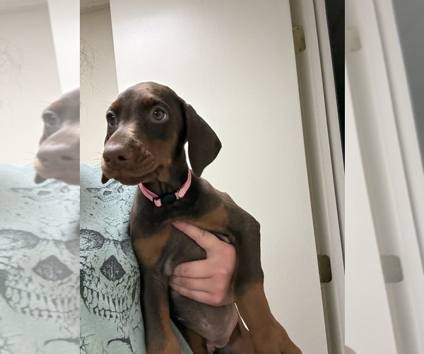 Medium Photo #1 Doberman Pinscher Puppy For Sale in BALTIMORE, MD, USA