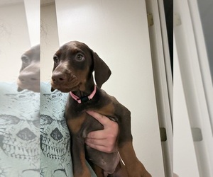 Medium Doberman Pinscher