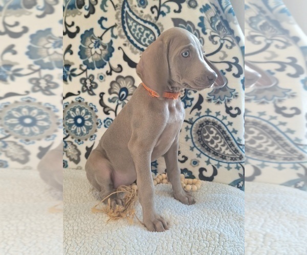 Medium Photo #4 Weimaraner Puppy For Sale in LEWISBURG, KY, USA