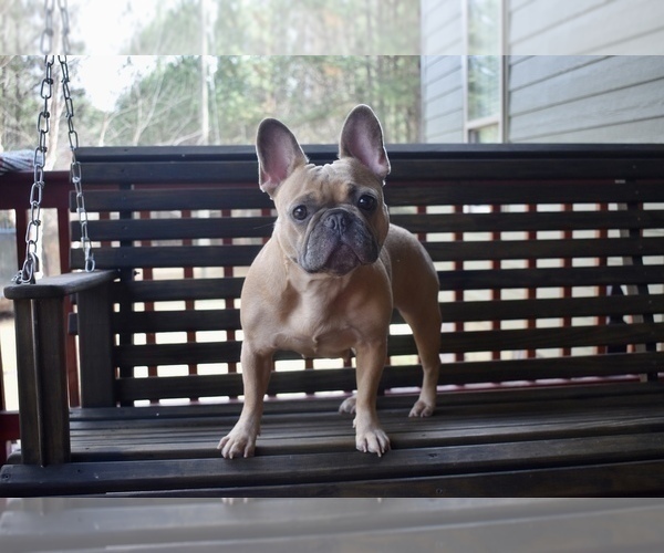 Medium Photo #1 French Bulldog Puppy For Sale in ROANOKE, AL, USA