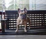 Small Photo #1 French Bulldog Puppy For Sale in ROANOKE, AL, USA