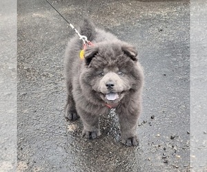 Chow Chow Puppy for sale in NYSSA, OR, USA