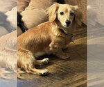 Small #5 Dachshund