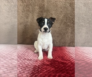 Rat Terrier Puppy for sale in MARTINSVILLE, IN, USA