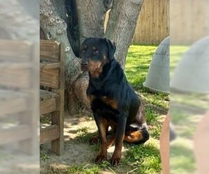 Rottweiler Dogs for adoption in Euless, TX, USA