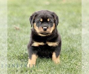 Rottweiler Puppy for sale in CHRISTIANA, PA, USA