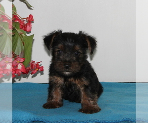 Yorkshire Terrier Puppy for sale in QUARRYVILLE, PA, USA