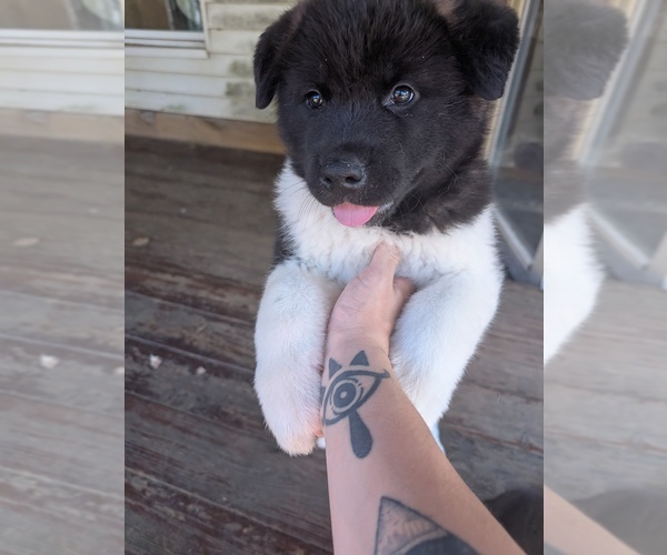 Medium Photo #1 Akita Puppy For Sale in MOHRSVILLE, PA, USA