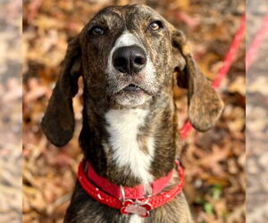 Mutt Dogs for adoption in Canton, CT, USA