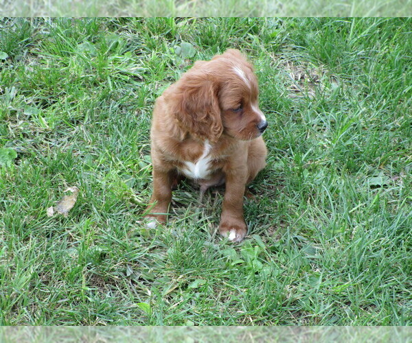 Medium Photo #1 Cavalier King Charles Spaniel-Poodle (Standard) Mix Puppy For Sale in CURTISS, WI, USA