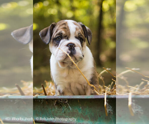 Medium Photo #31 Bulldog Puppy For Sale in STRAFFORD, MO, USA