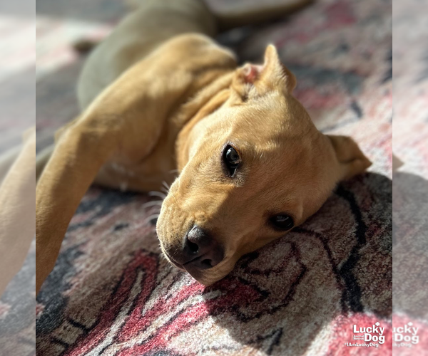 Medium Photo #7 Labrador Retriever-Unknown Mix Puppy For Sale in Washington, DC, USA