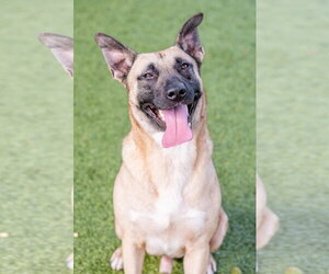 Dave - Male Mutt Dog for Adoption - Photo #2