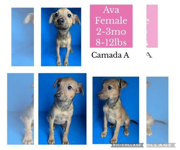 Medium Photo #1 Chihuahua-Unknown Mix Puppy For Sale in Virginia Beach, VA, USA