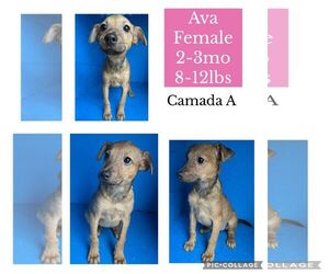 Chihuahua-Unknown Mix Dogs for adoption in Virginia Beach, VA, USA