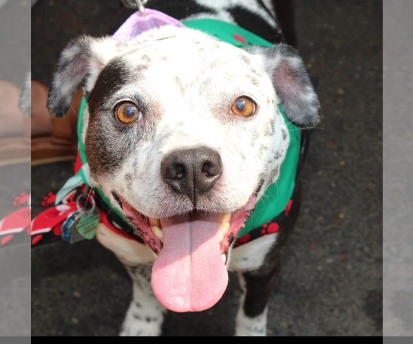 Medium Photo #2 Mutt Puppy For Sale in Oakhurst, NJ, USA