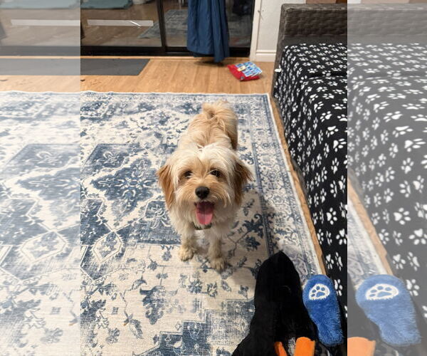 Medium Photo #3 Maltese-Unknown Mix Puppy For Sale in Bellevue, WA, USA