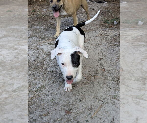 Medium Photo #4 American Staffordshire Terrier-Labrador Retriever Mix Puppy For Sale in Brewster, NY, USA