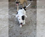 Small #3 American Staffordshire Terrier-Labrador Retriever Mix