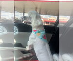 Small #1 Shih Tzu Mix