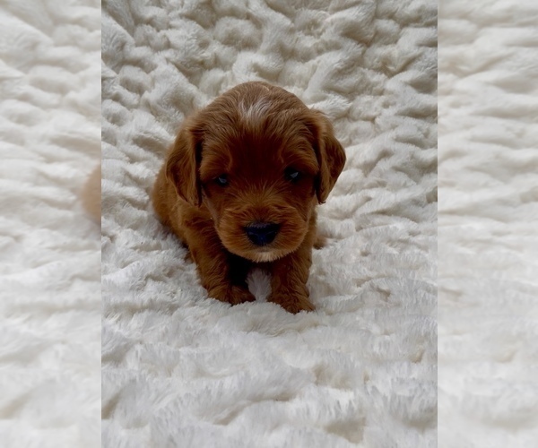 Medium Photo #2 Goldendoodle (Miniature) Puppy For Sale in RANDOLPH, WI, USA