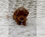 Small #1 Goldendoodle (Miniature)