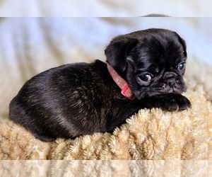 Pug Puppy for sale in YELM, WA, USA