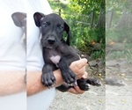 Puppy Diesel Great Dane