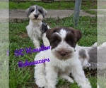 Small Photo #11 Schnauzer (Miniature) Puppy For Sale in HOUSTON, TX, USA