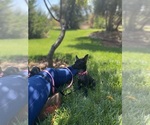 Small #1 Chihuahua