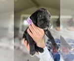 Small #1 Great Dane