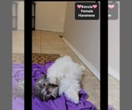 Small #1 Havanese