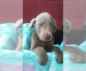 Labrador Retriever Puppy for sale in DETROIT, MI, USA