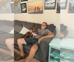 Small #23 American Staffordshire Terrier-Labrador Retriever Mix