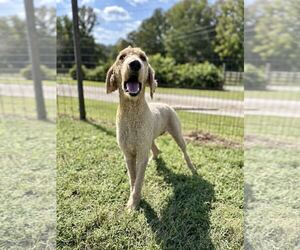 Bentley Aug 26 - Male Poodle (Standard) Dog for Adoption - Photo #2