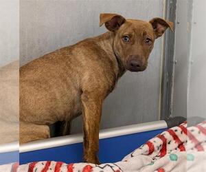 COURAGE - Female Mutt Dog for Adoption - Photo #2