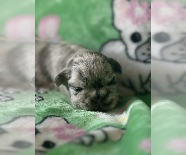 Medium Photo #1 French Bulldog Puppy For Sale in SPENCER, WV, USA