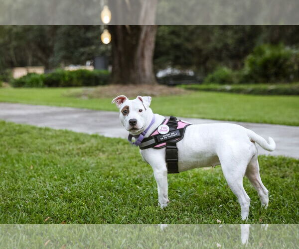 Medium Photo #8 Mutt Puppy For Sale in  Gainesville, FL, USA
