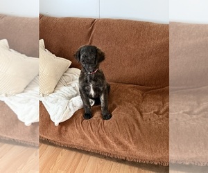 Golden Labrador Puppy for sale in DAYTON, VA, USA