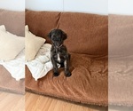 Small Golden Labrador